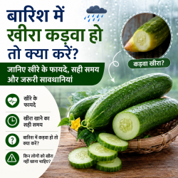 32e7cfed-0e70-4456-bbd7-3f6d629c72fd बारिश में खीरा कड़वा हो तो क्या करें?